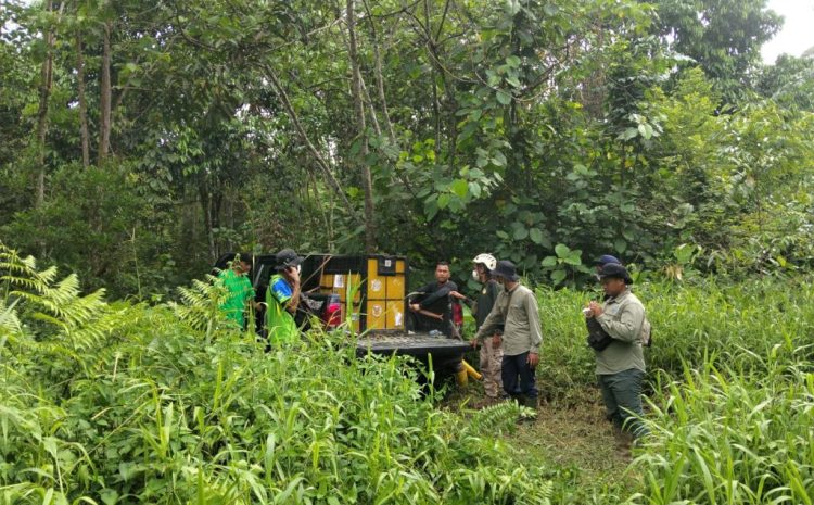  BKSDA Sumut Turun Tangan Evakuasi Orangutan Sumatera di Langkat 