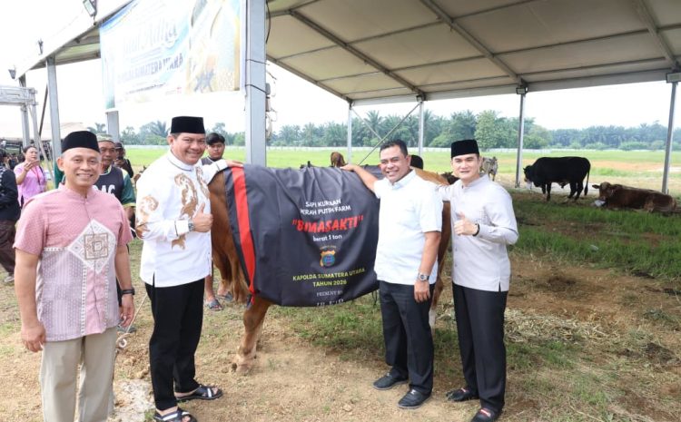  Polda Sumut Sembelih 31 Ekor Sapi,Hari Raya Idul Adha dan Dibagikan dalam 4.976 Paket, Sapi Kurban Kapolda Berbobot 1 Ton