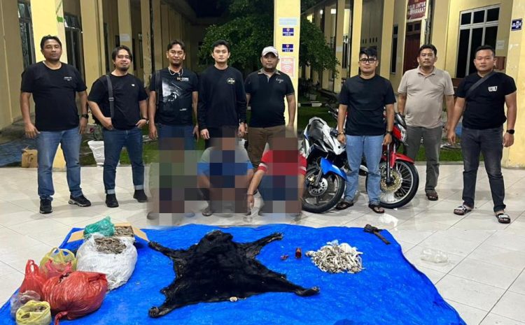 Bongkar Perdagangan Satwa Dilindungi,Polres Simalungun Sita 30 Kg Sisik Trenggiling dan Kulit Beruang Madu