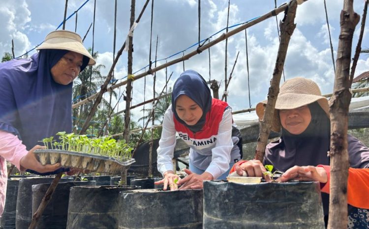 Manisnya Melon Premium Hasil Panen Petani Milenial Aceh Tamiang