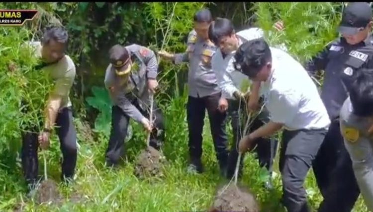 Barak Narkoba Digerebek, Polisi Temukan Ladang Ganja Tersembunyi di Perladangan Sukatendel