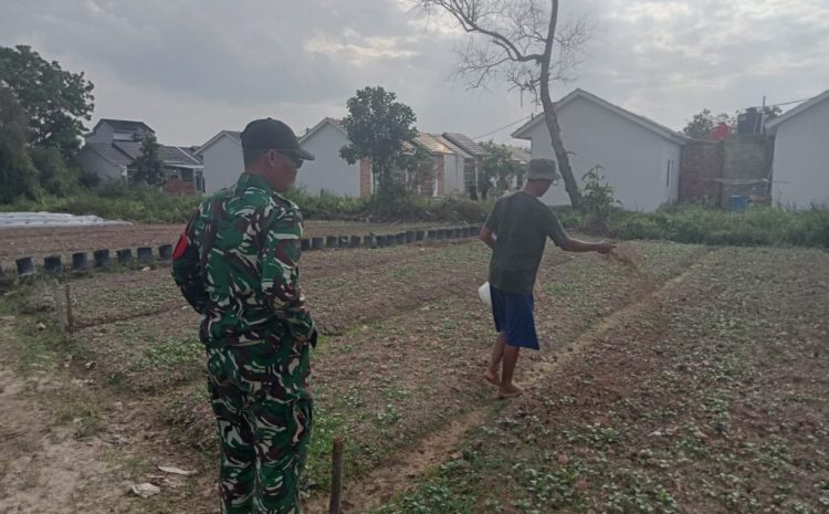  Satgas TMMD Ke-129 Kodim 0418/Palembang Kembangkan Lahan Ketahanan Pangan Terpadu Dukung Swasembada Pangan Warga