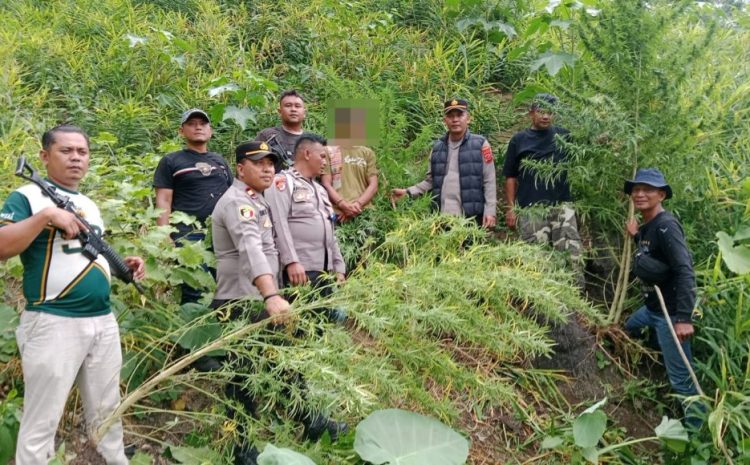  Respon Cepat Polres Langkat Ungkap Ladang Ganja di Kuala,11 Batang Diamankan