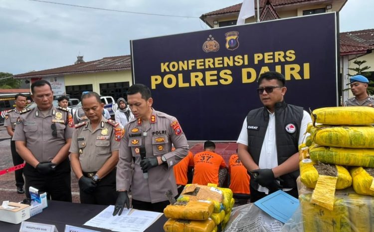  Polres Dairi Perangi Narkoba Bongkar 33 Kasus dan Sita 70 Kg Ganja