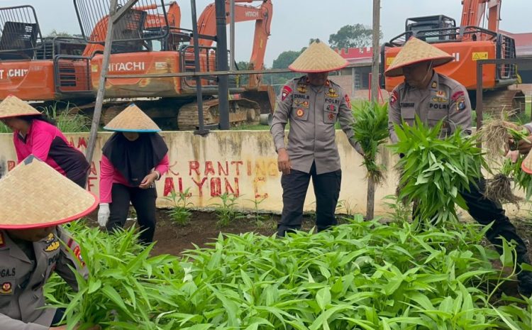  Perkuat Kebersamaan Dan Ketahan Pangan, Personil Yon C Pelopor Satbrimob Polda Sumut Panen Sayur dan Makan Bersama