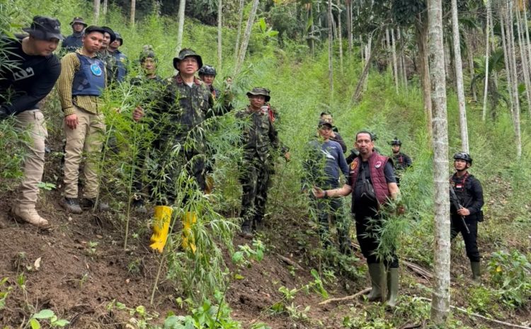 Polda Aceh dan BNNP Musnahkan 18 Hektare Ladang Ganja,Empat Orang Diamankan